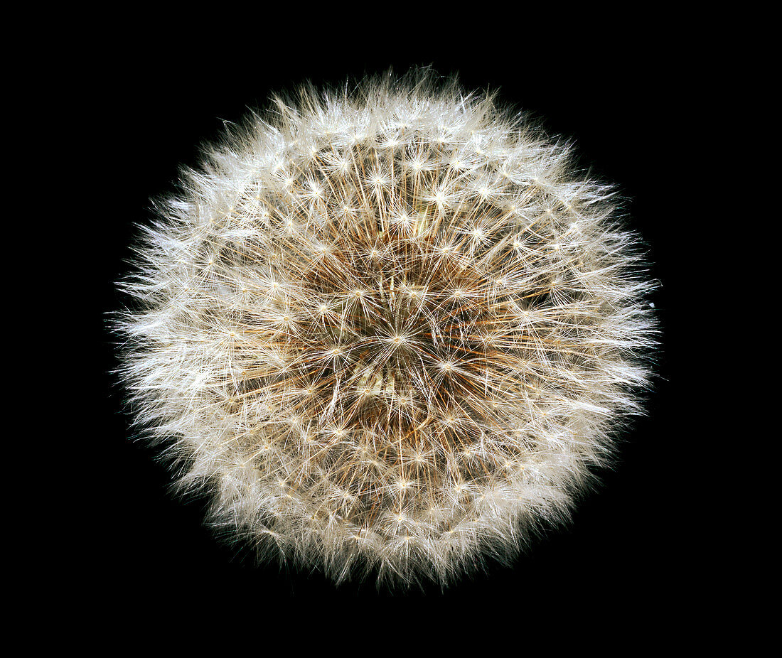 Dandelion (Taraxacum officinale) seedhead