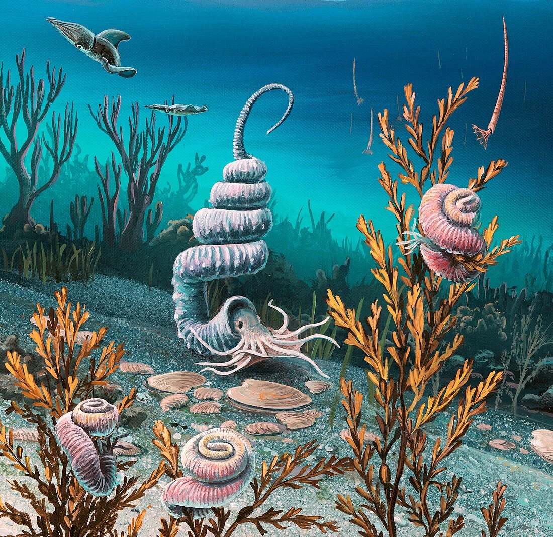 Cretaceous heteromorph ammonites,artwork