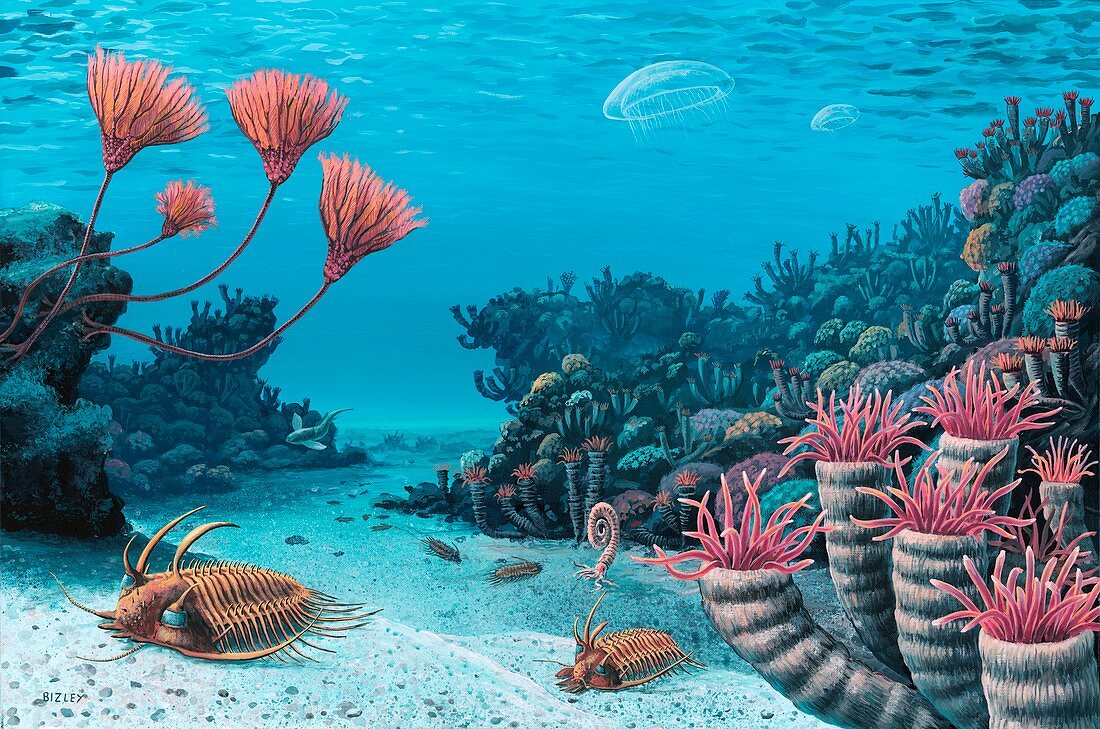 Trilobites of the early Devonian,artwork