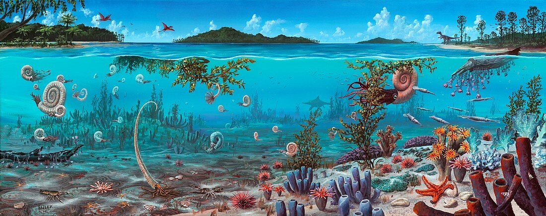 Jurassic heteromorph ammonites,artwork
