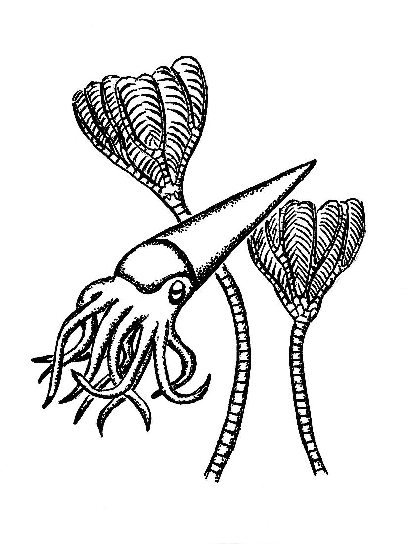 Ordovician nautiloid and crinoid,artwork
