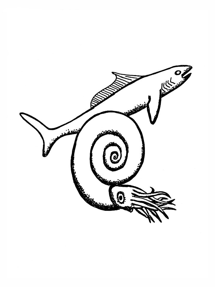 Devonian shark and ammonoid,illustration
