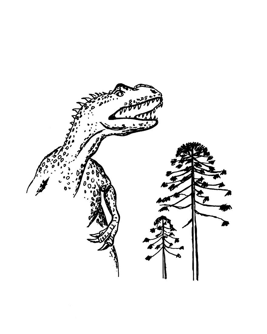 Allosaurus,illustration