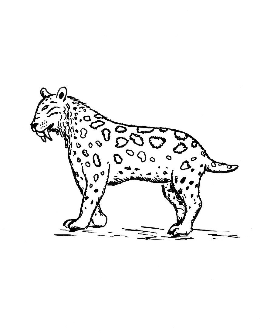 Sabre toothed cat,illustration