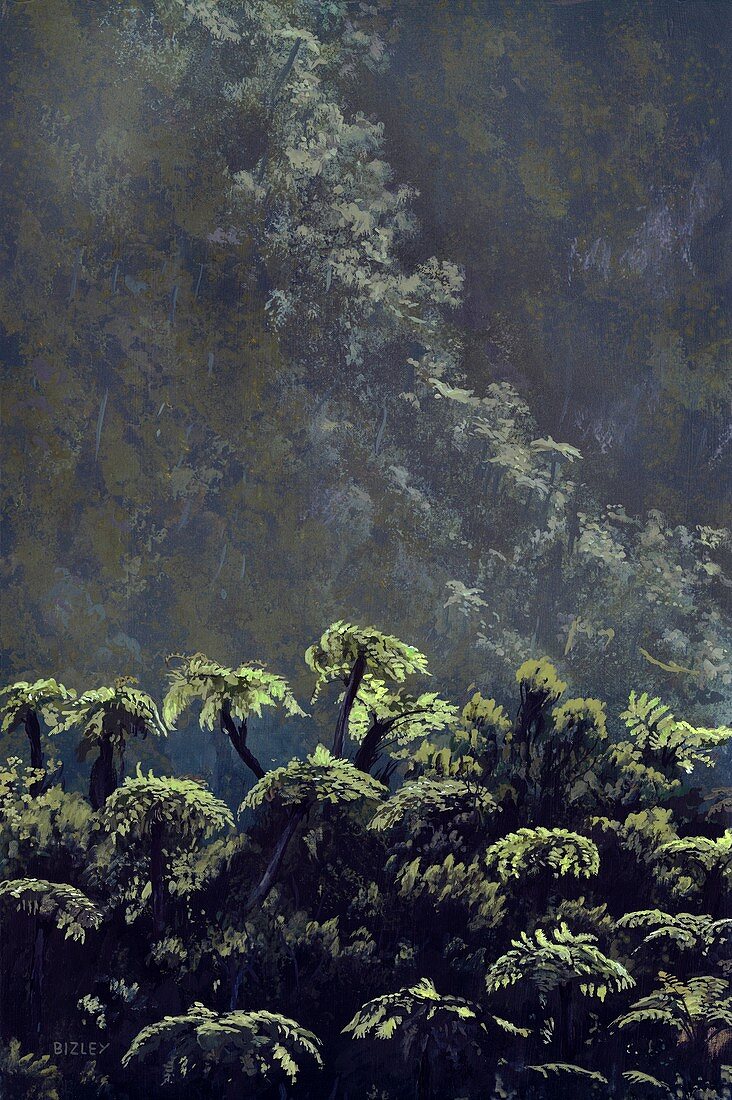 Tree Ferns,illustration