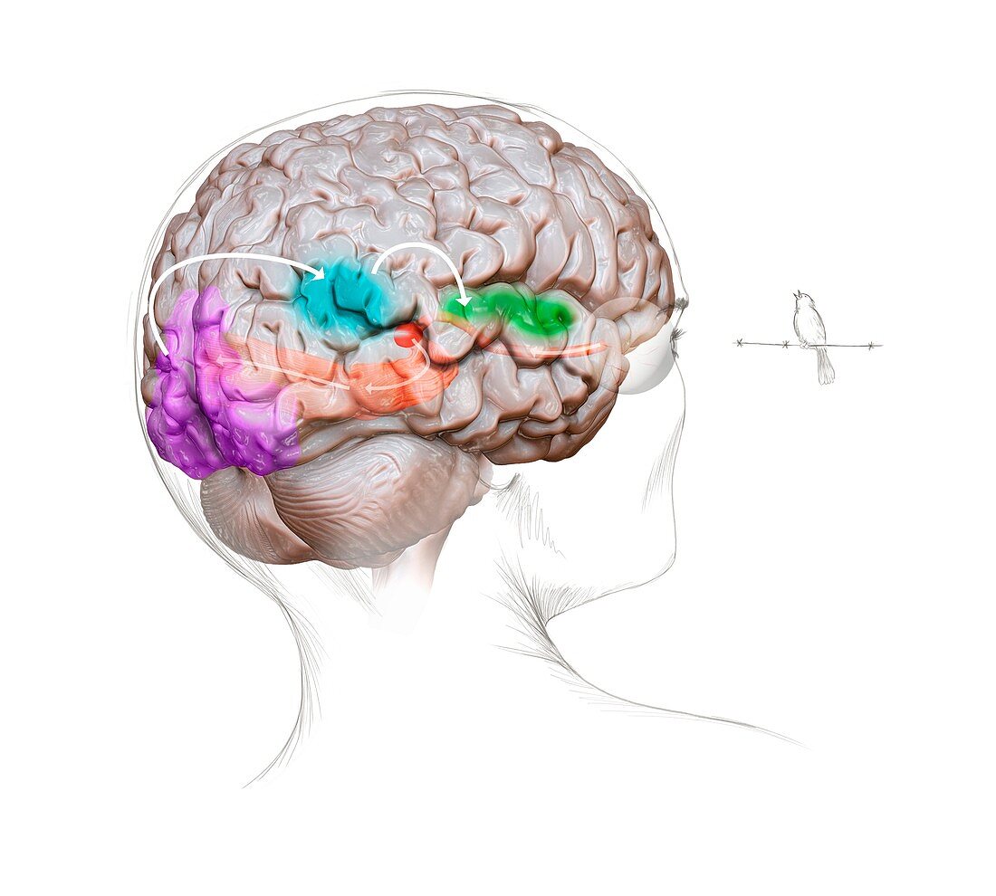 Vision and sound neurology,illustration