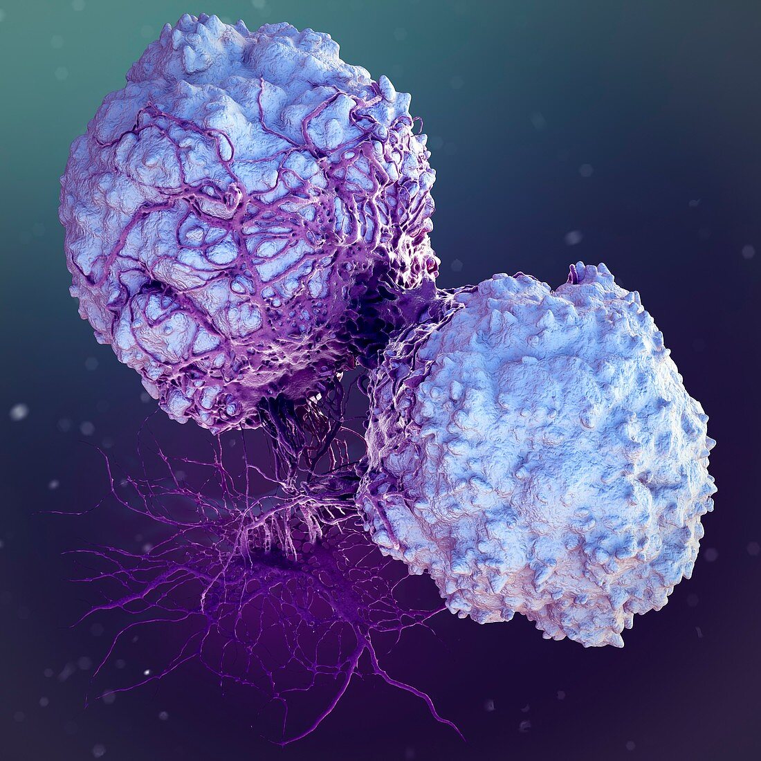 T-lymphocytes,illustration