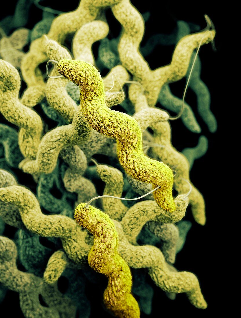 Drug-resistant Campylobacter bacteria
