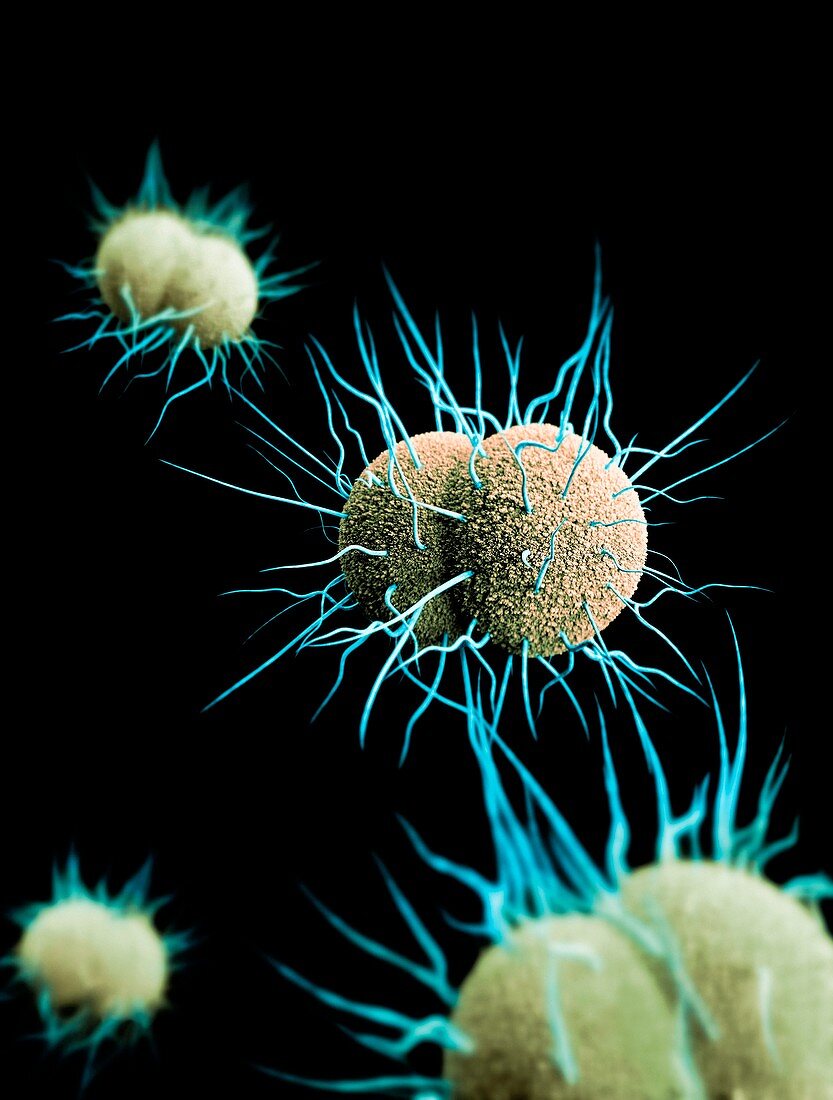 Drug-resistant gonorrhoea bacteria