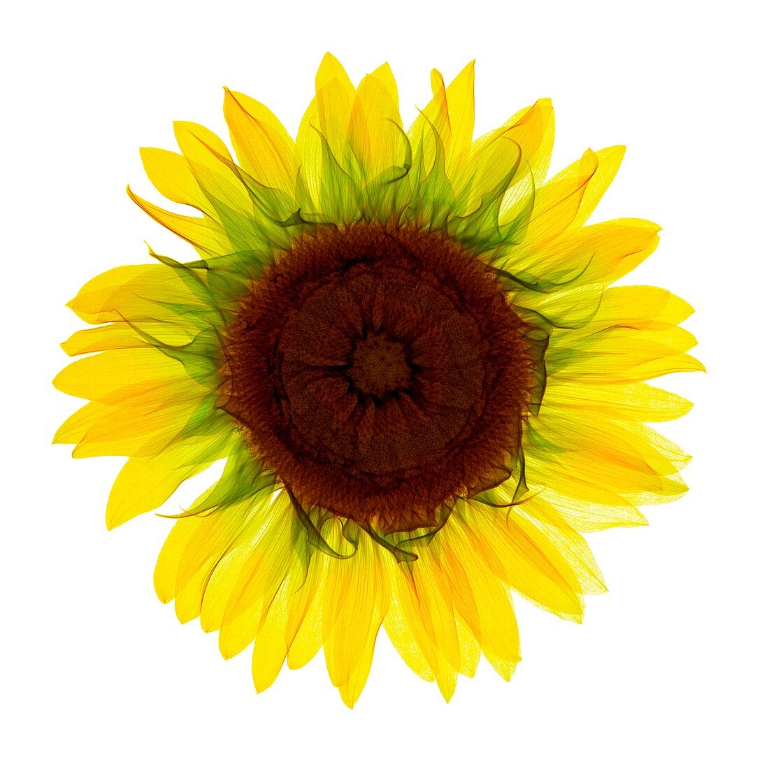 Sunflower,coloured X-ray