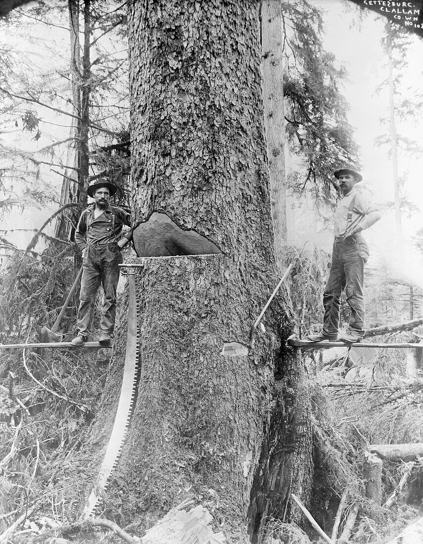 US forestry,early 20th century