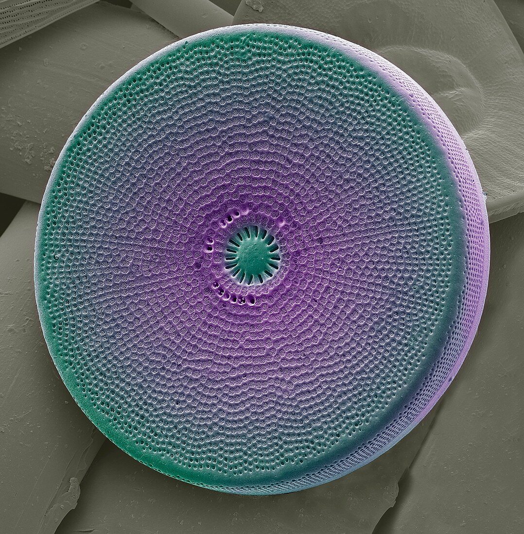 Diatom,SEM