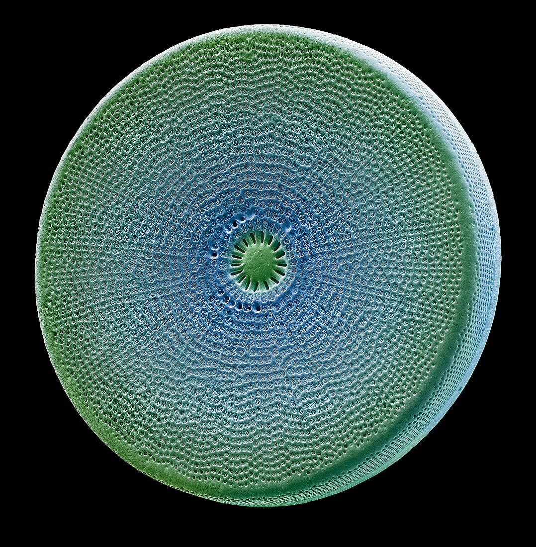 Diatom,SEM