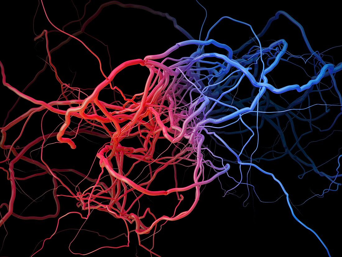 Blood vessels,illustration