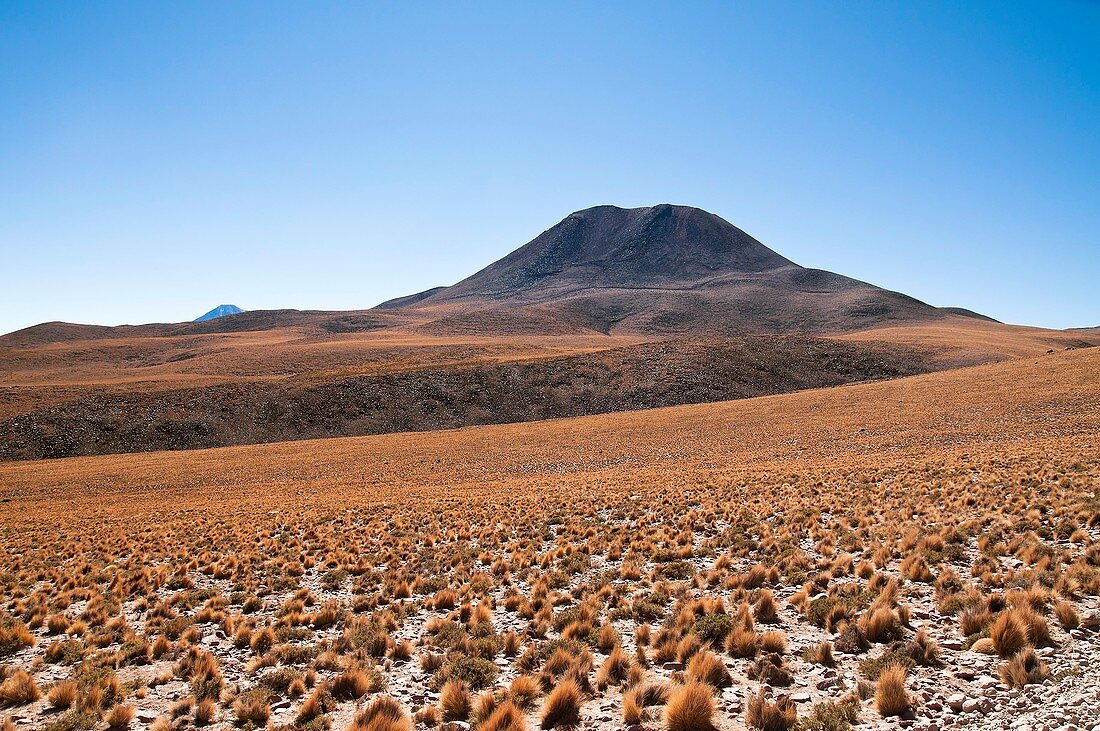Atacama Desert vegetation,Chile
