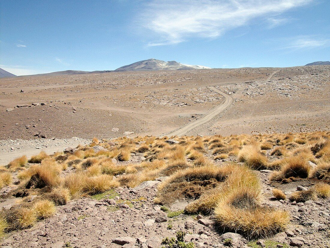 Atacama Desert vegetation,Chile