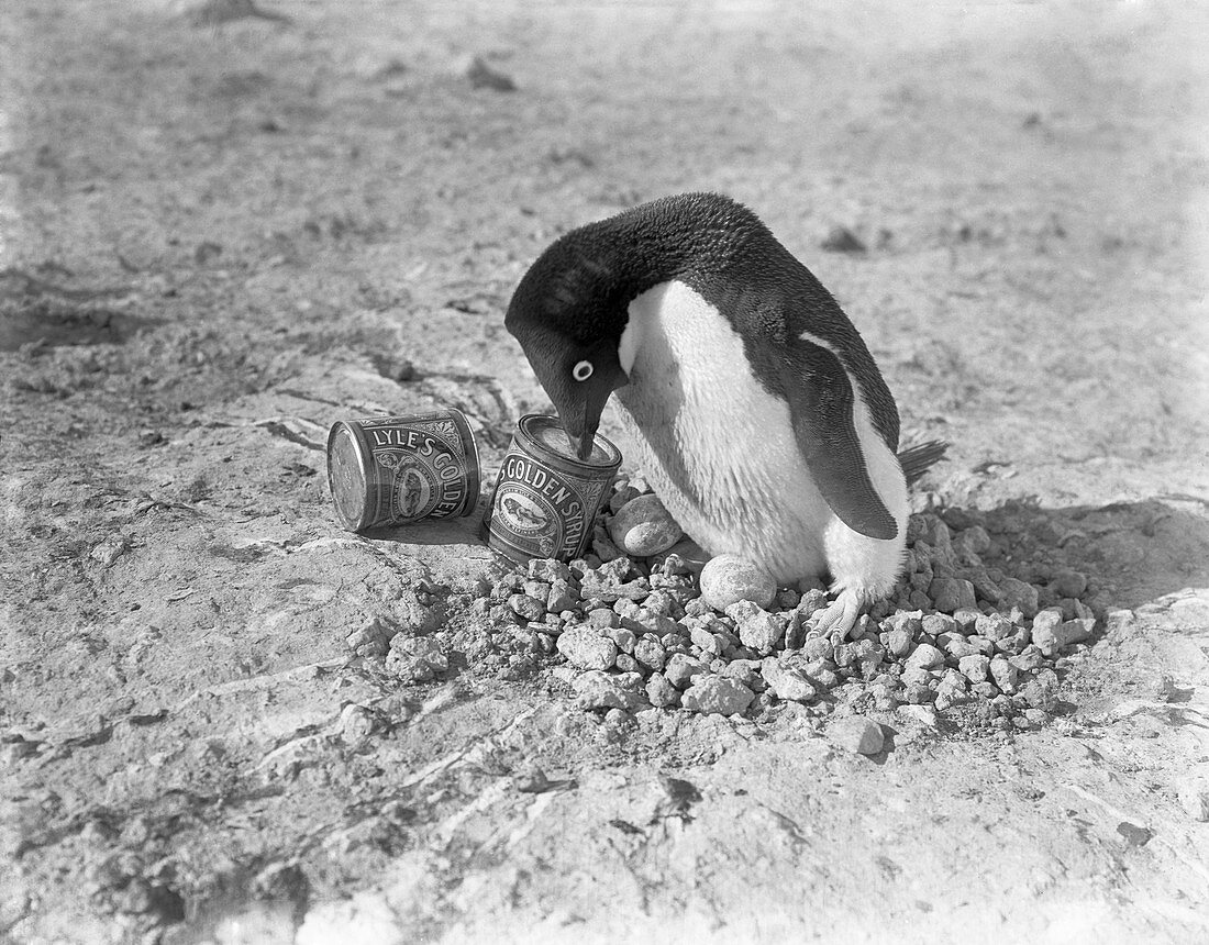 Adelie penguin nest in Antarctica,1911