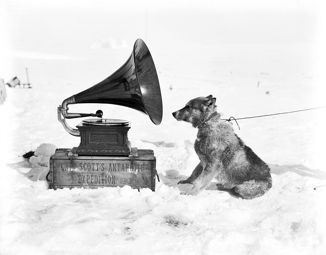 Antarctic sled dog and gramophone,1911