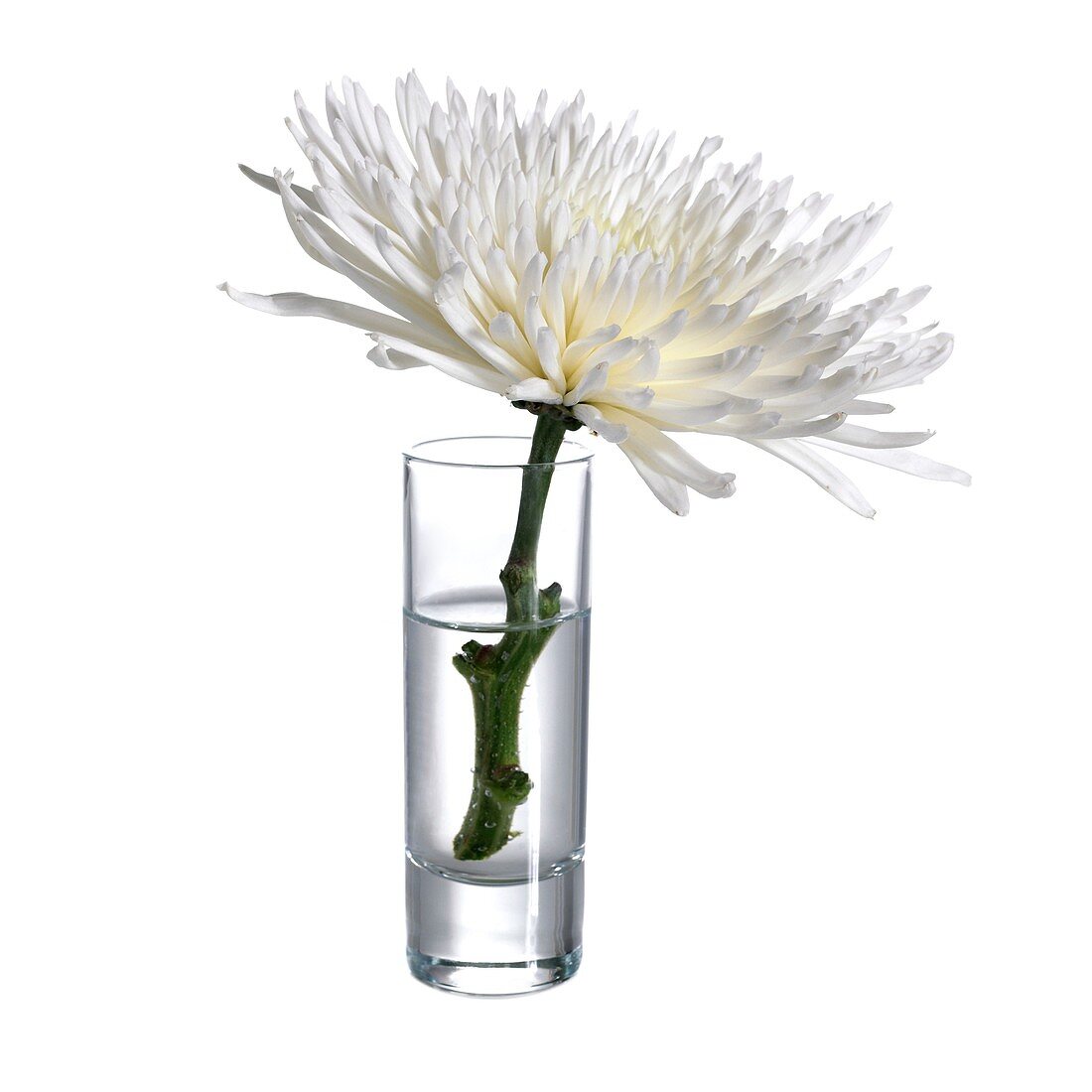 White chrysanthemum flower in water