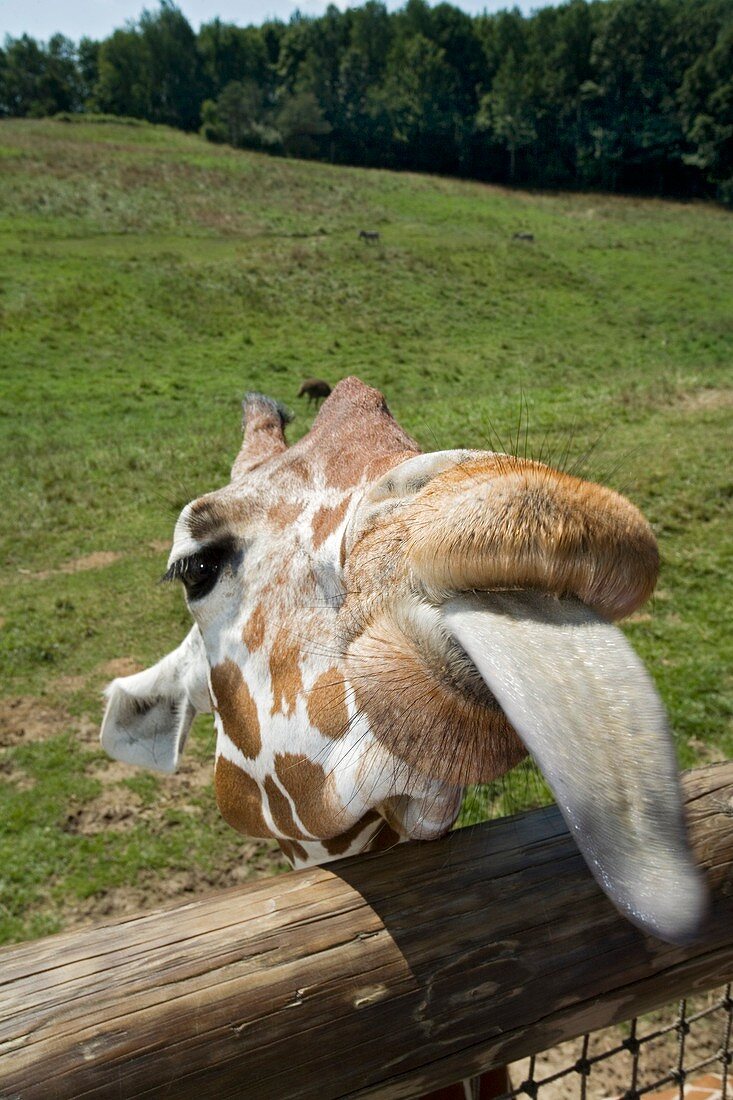 Giraffe sticking out its tongue