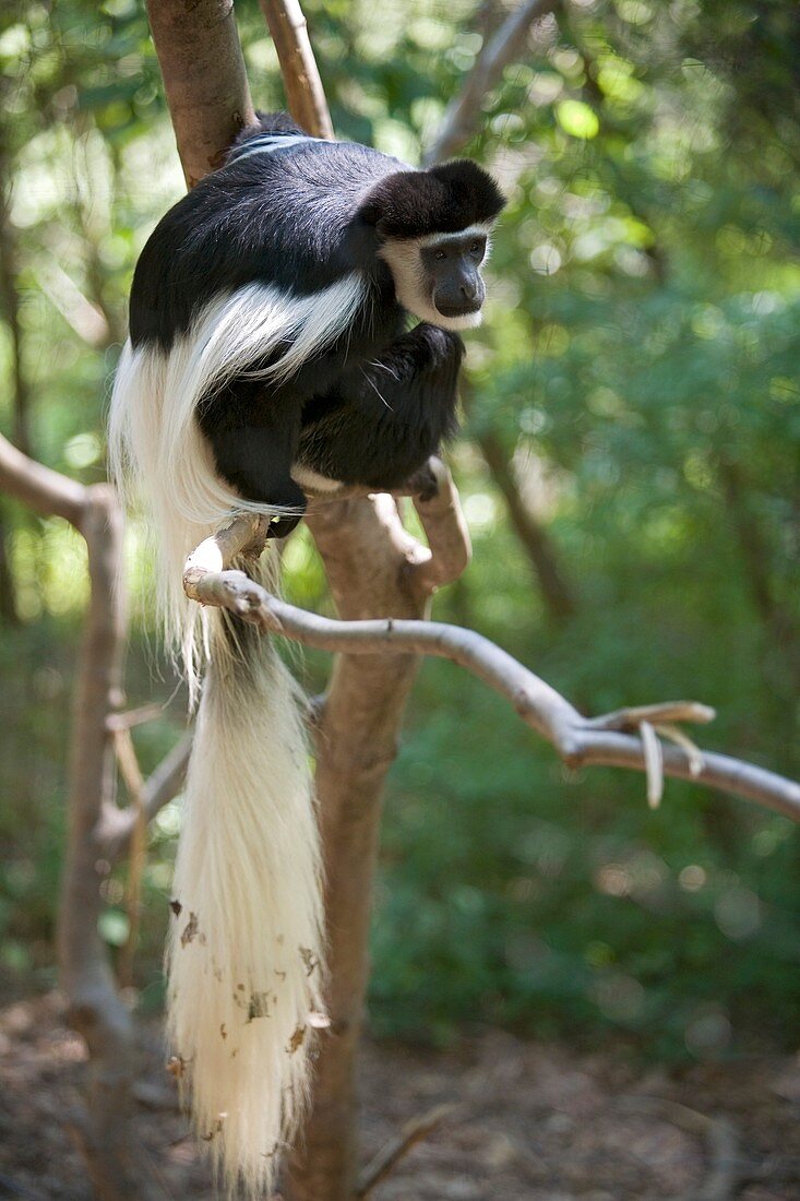 Colobus monkey in a tree