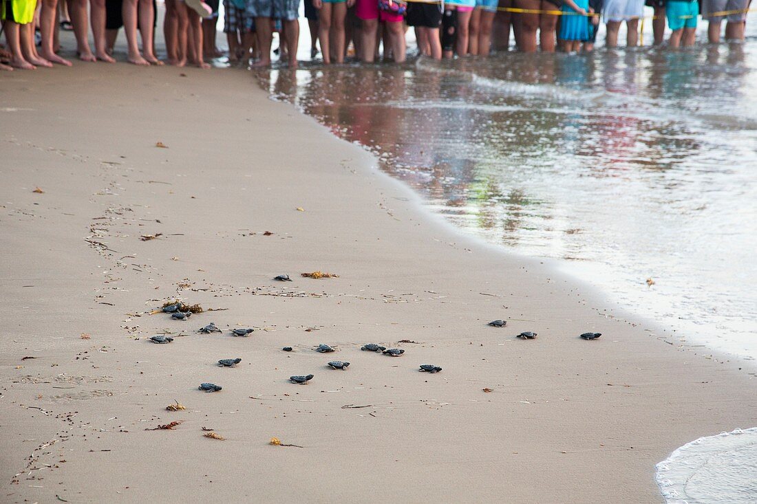 Sea turtles conservation,USA