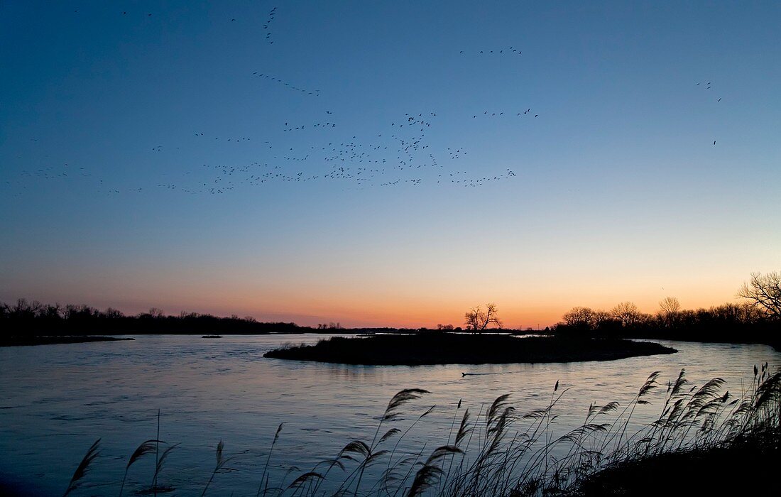 Migratory birds,Nebraska,USA