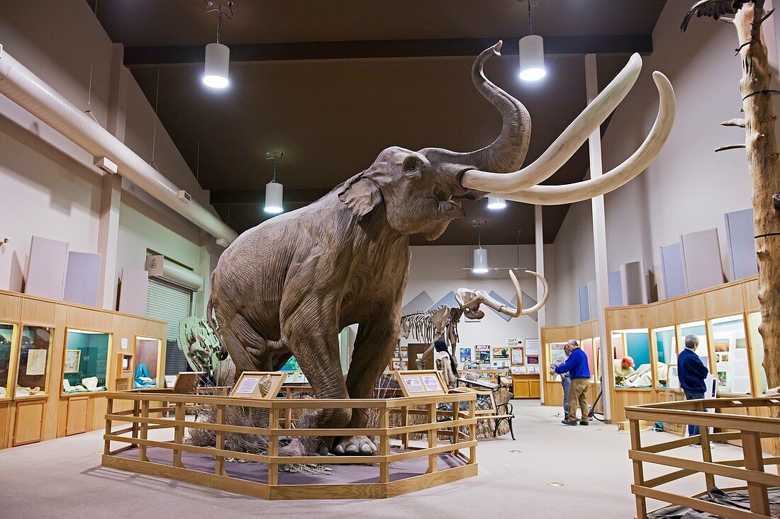 Mammoth exhibit