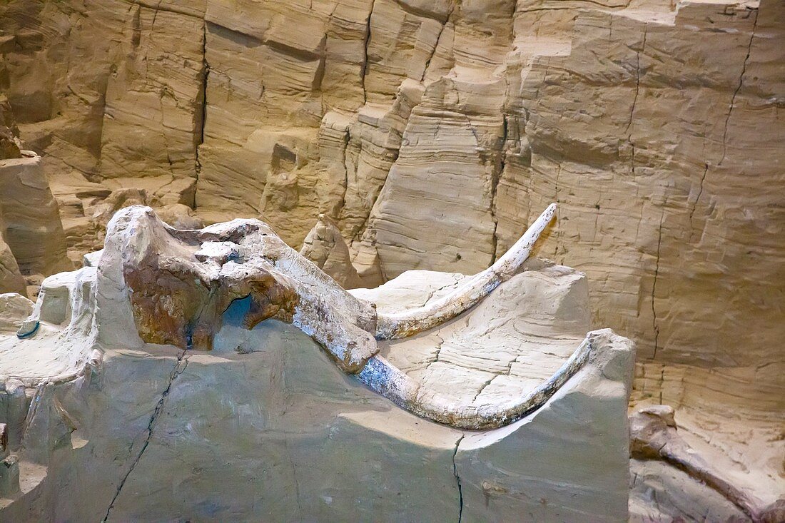 Mammoth fossil