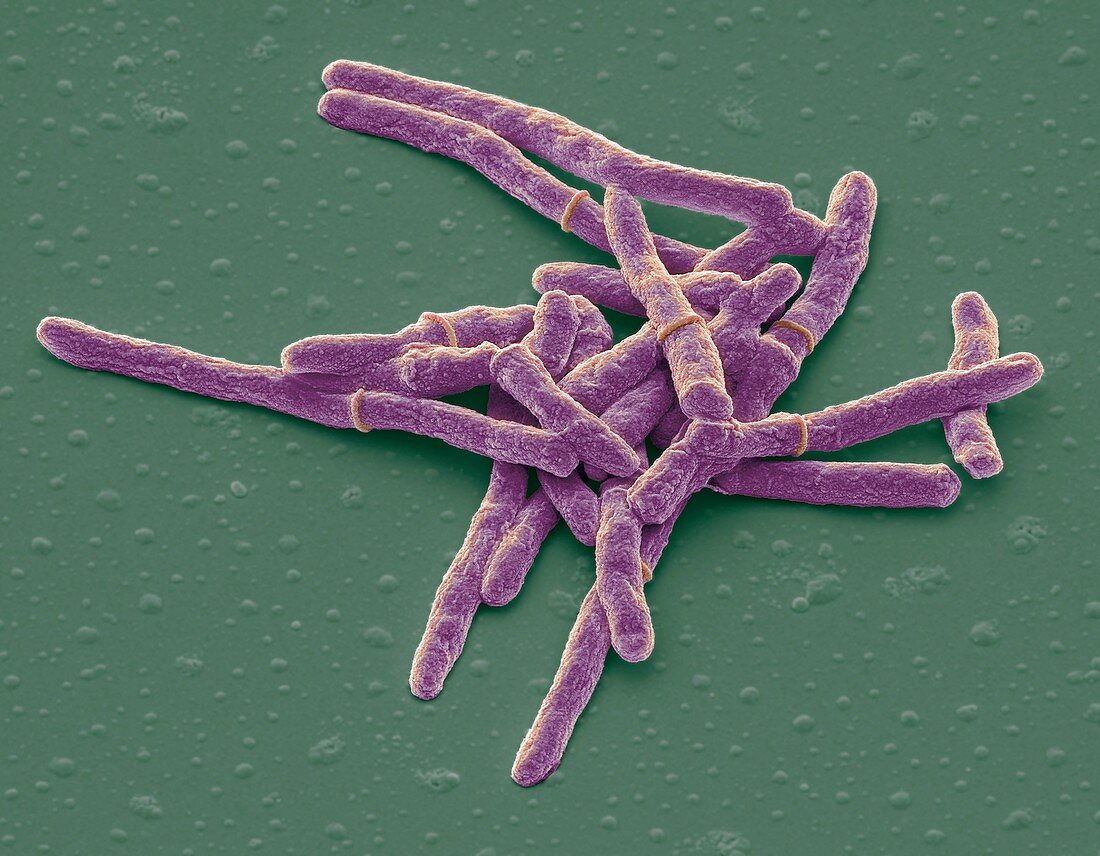 Mycobacterium smegmatis bacteria,SEM