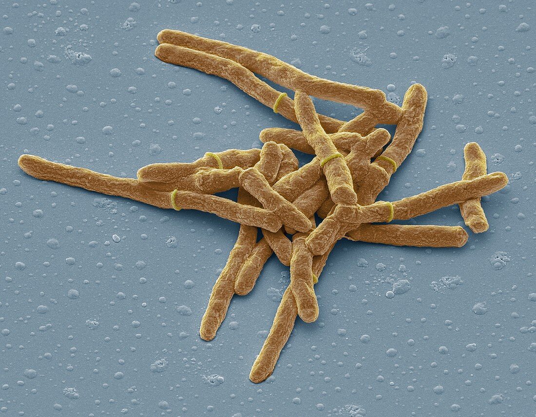 Mycobacterium smegmatis bacteria,SEM