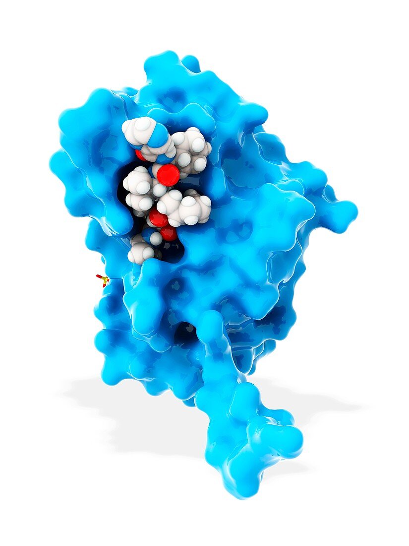 Hepatitis C proteins and drug complex