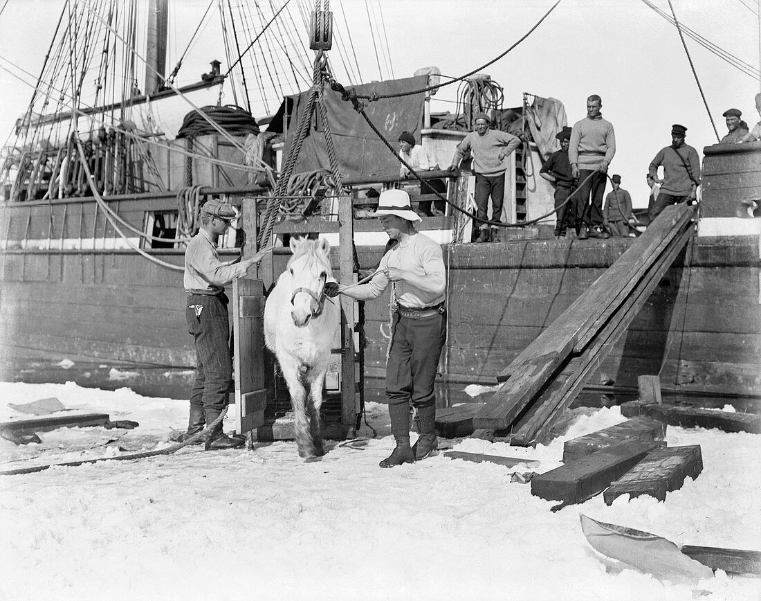 Unloading pony in Antarctica,1911