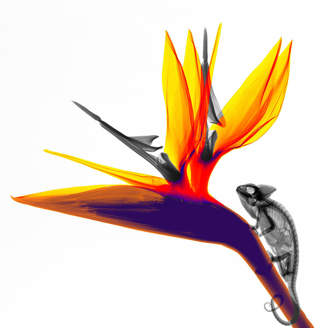 Chamaeleon and flower,coloured X-ray