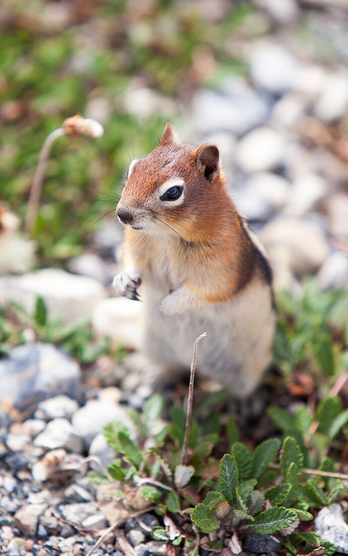 Chipmunk in the Canadian Rockies