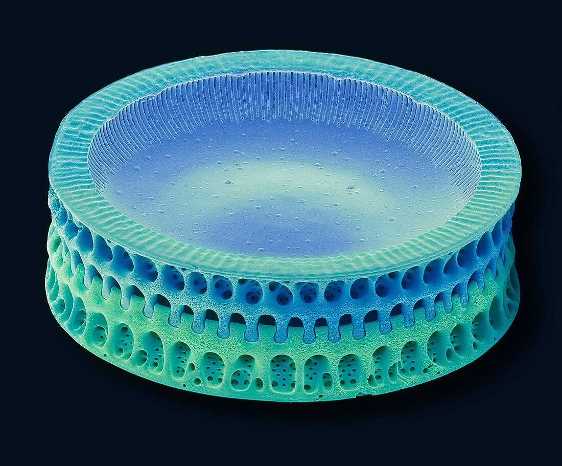 Diatom,SEM