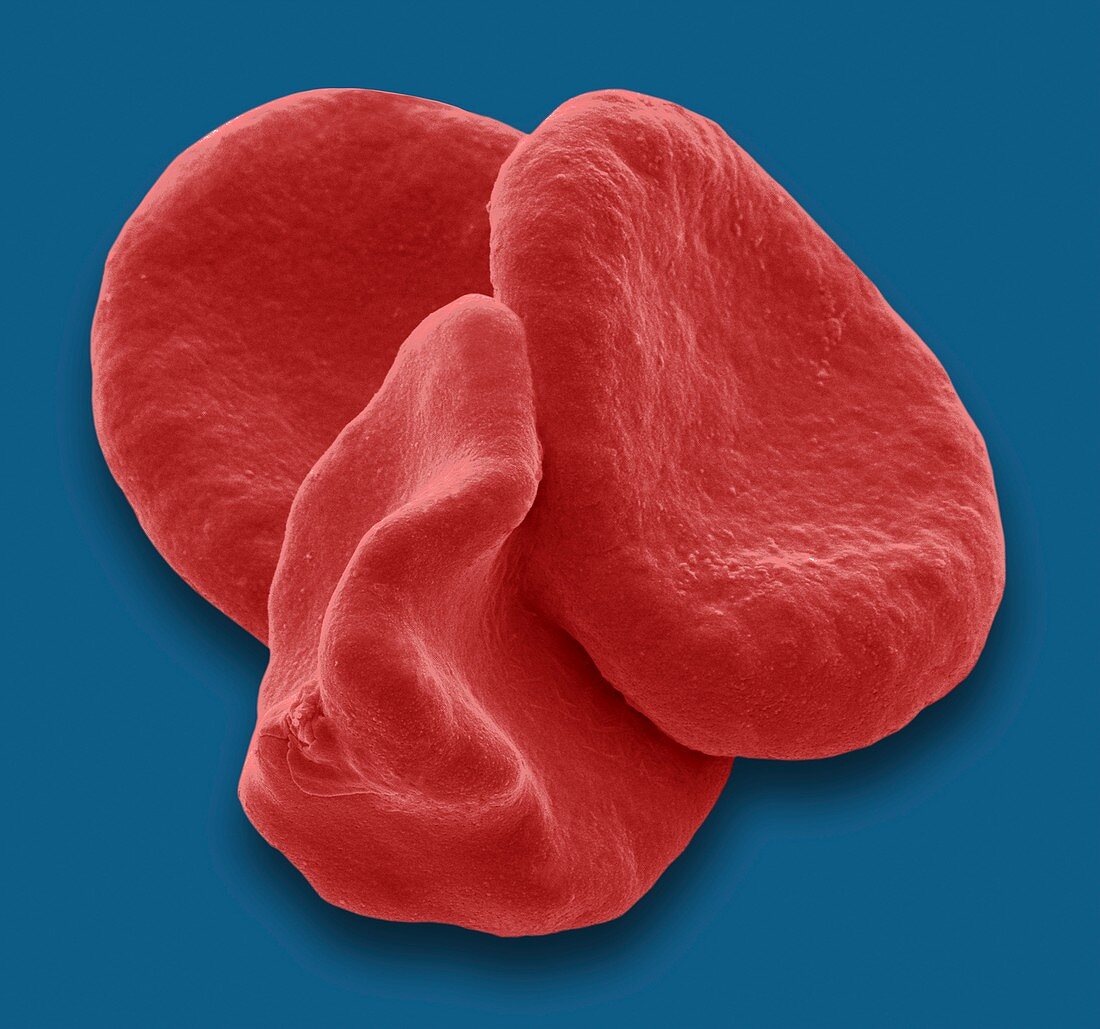 Red blood cells,SEM