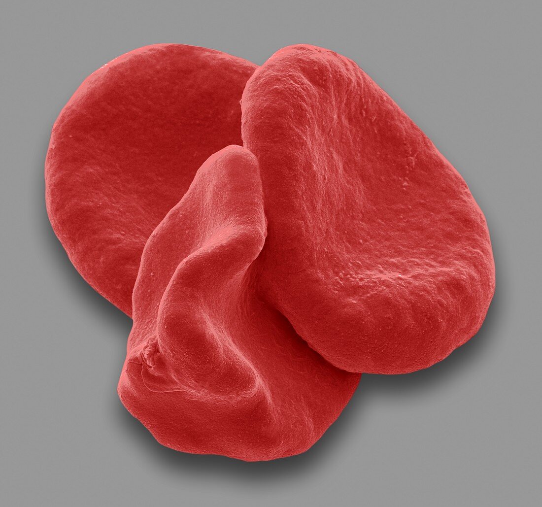 Red blood cells,SEM