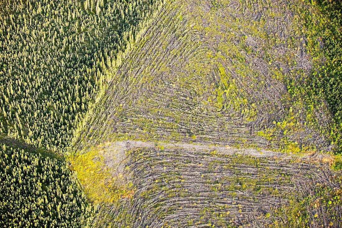Boreal forest felled for tar sands mine