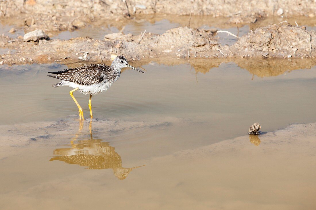 Lesser Yellowlegs (Tringa flavipes)