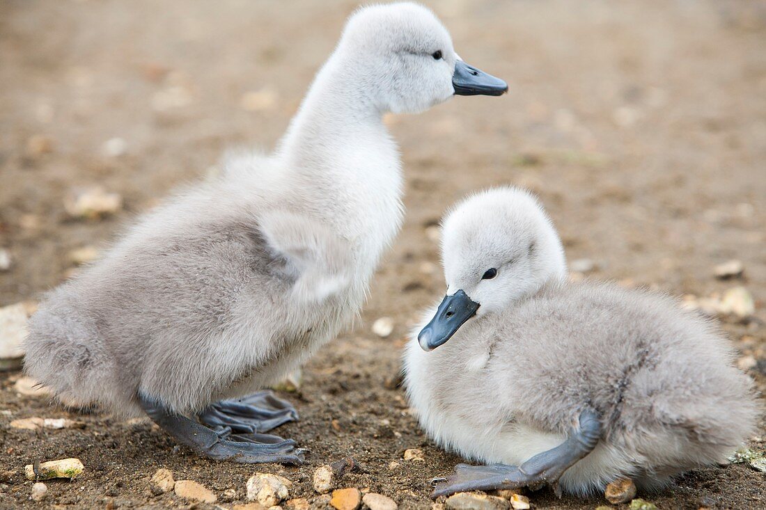 Mute Swan (Cygnus olor) cygnets