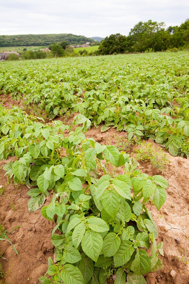 Potatoes growing at Washingpool farm