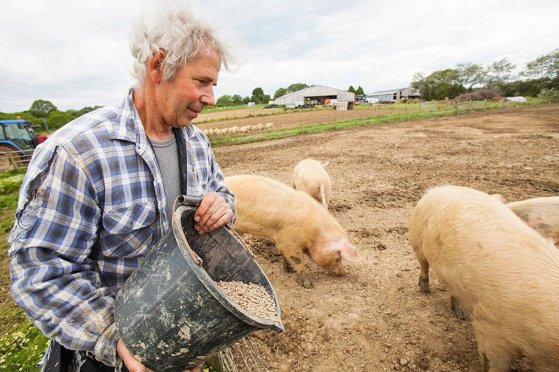 Farmer feeding organic Middle white pigs