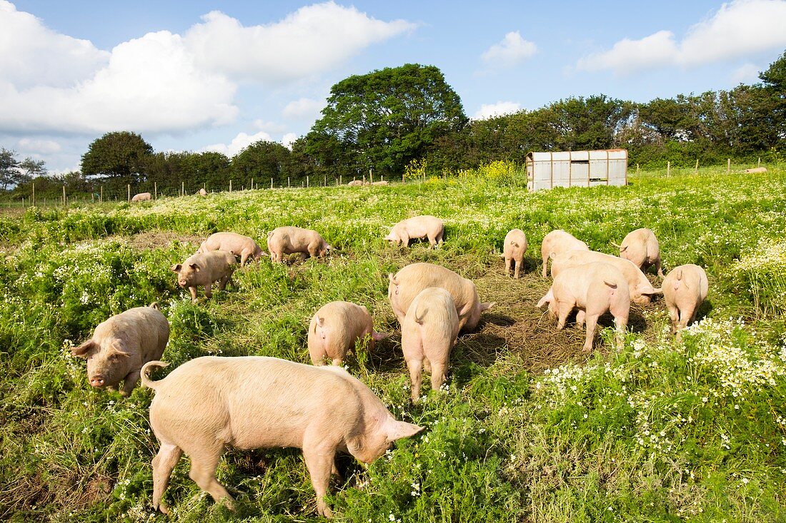 Organic Middle white pigs