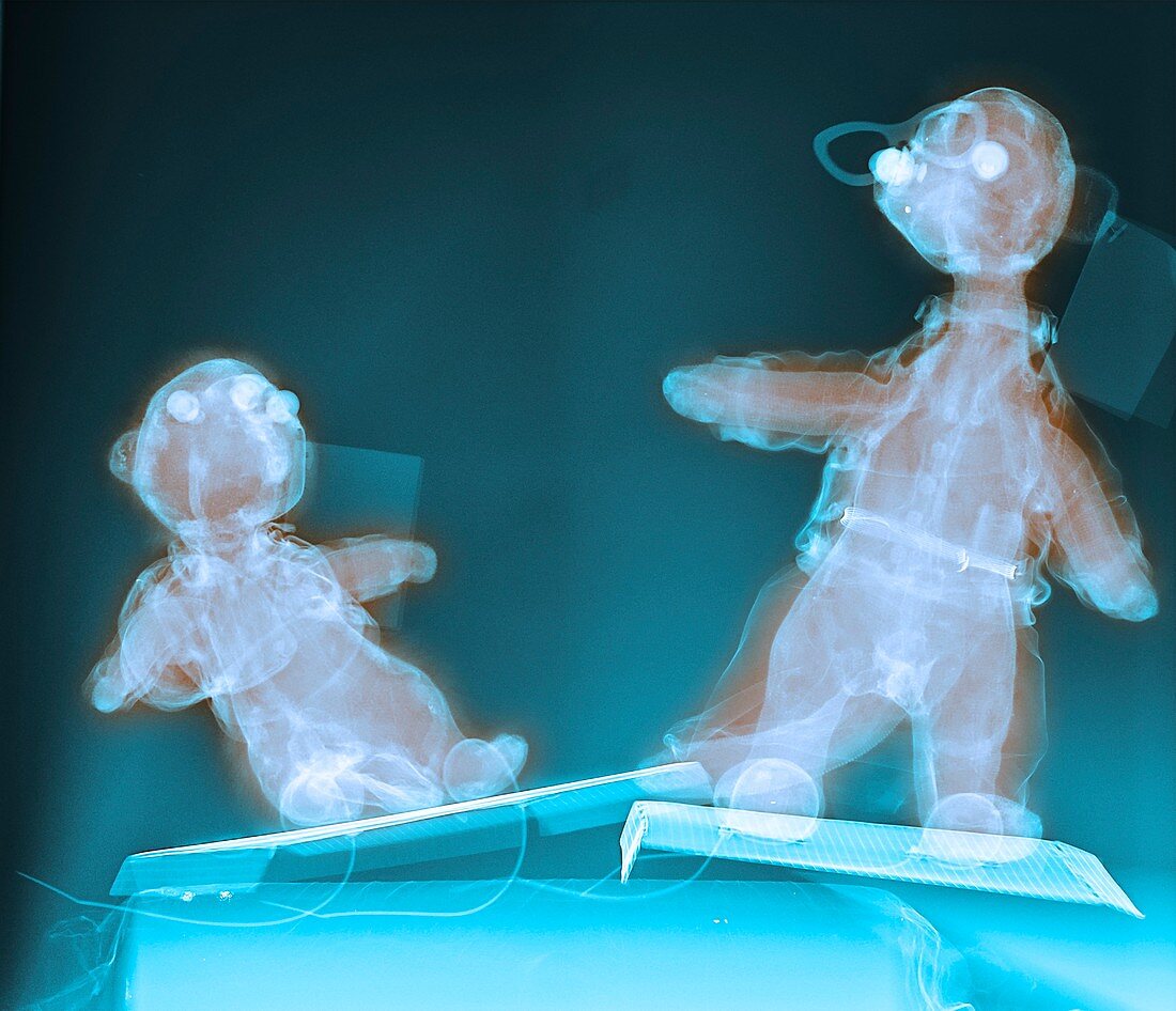Toy animals,X-ray