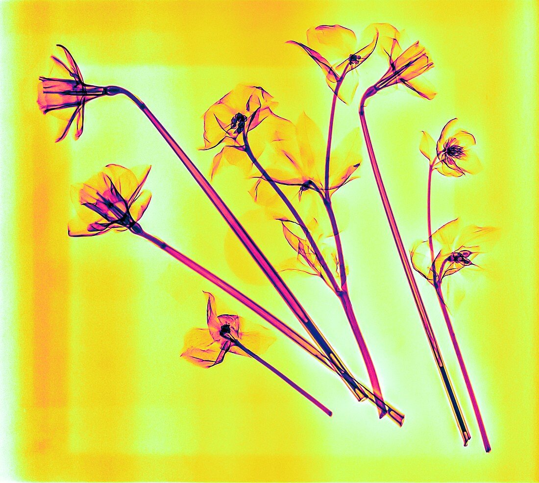 Daffodils,X-rays
