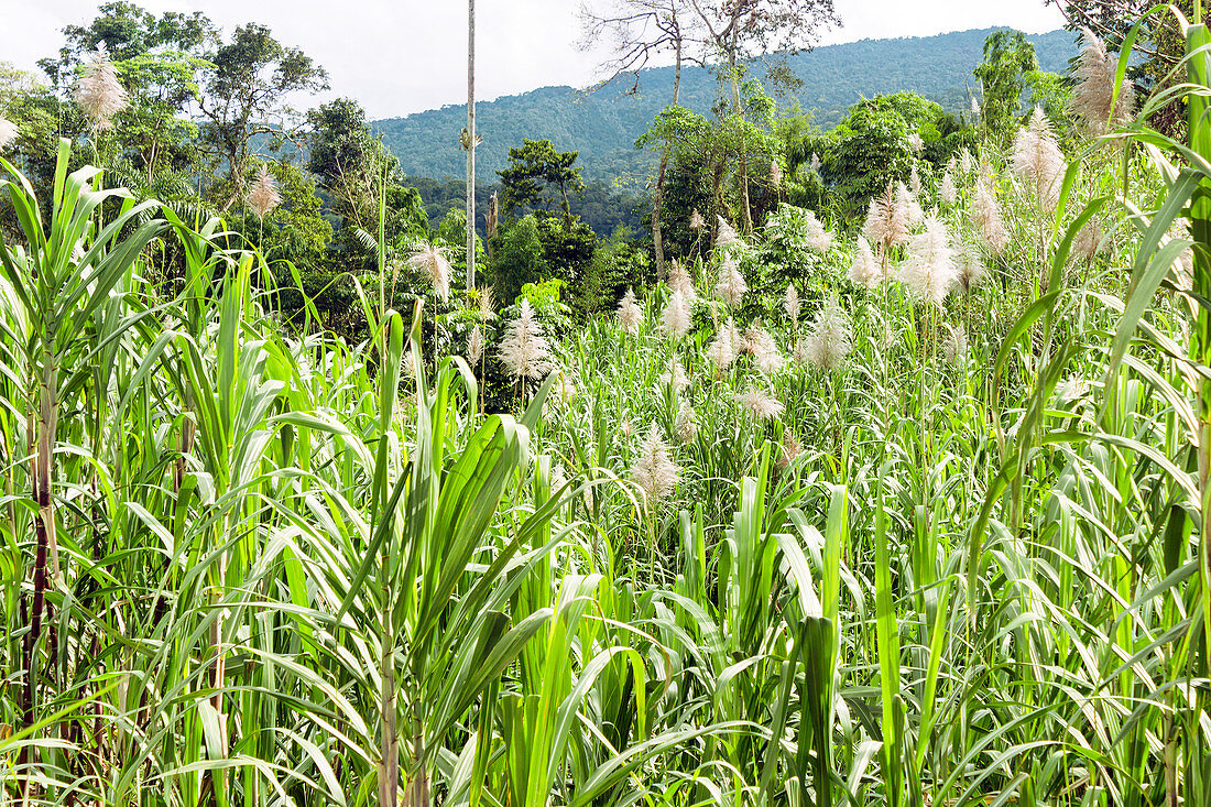 Sugar cane field,Ecuador