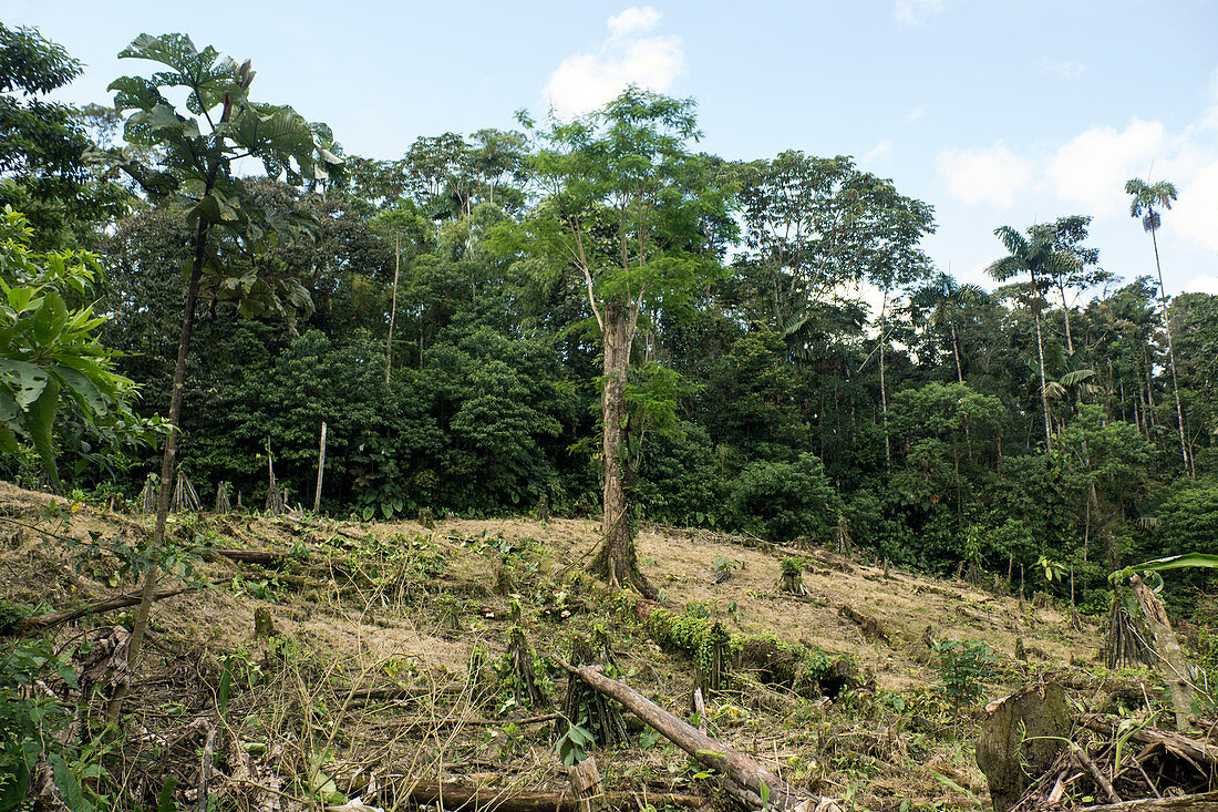 Deforestation in the Ecuadorian Amazon