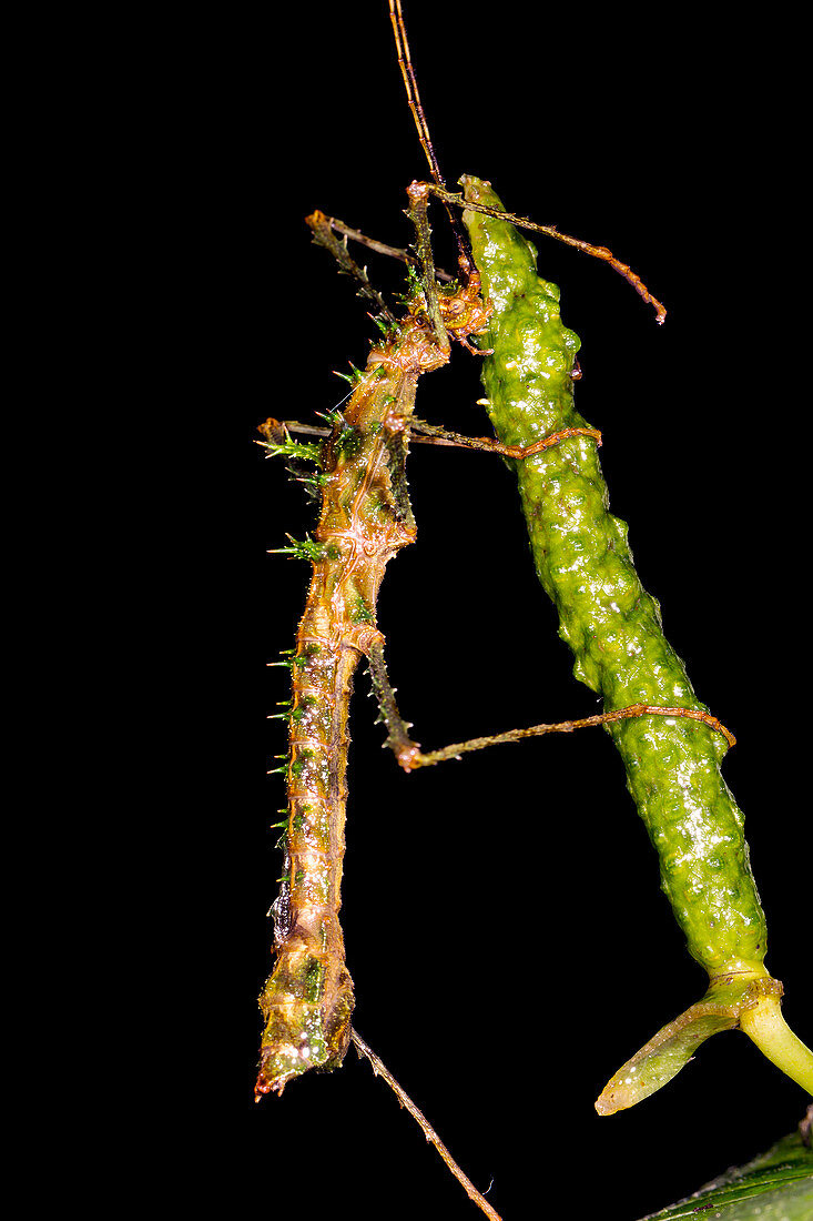 Spiny moss-mimicking Stick Insect