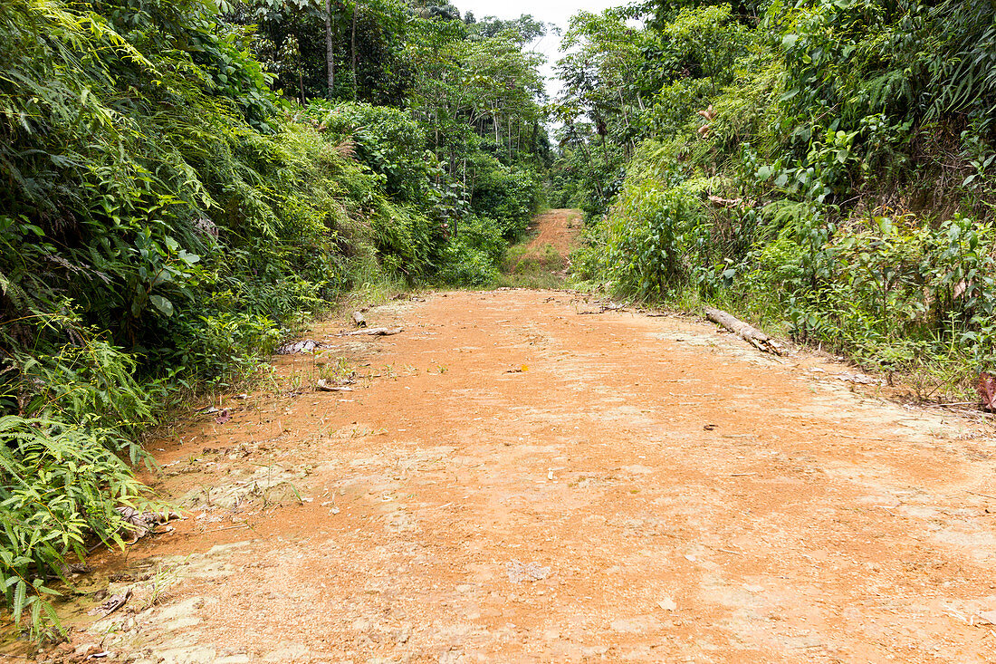 Dirt road leading into the rainforest